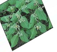 augmented_Alangium begoniaefolium flower5_0_4239.jpeg